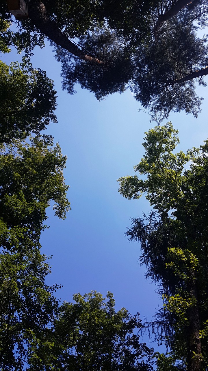 high trees