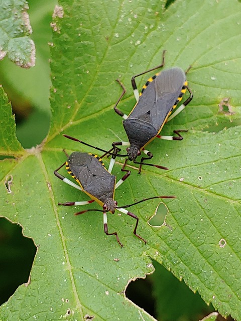 weevil, leaf Hintergrundbilder