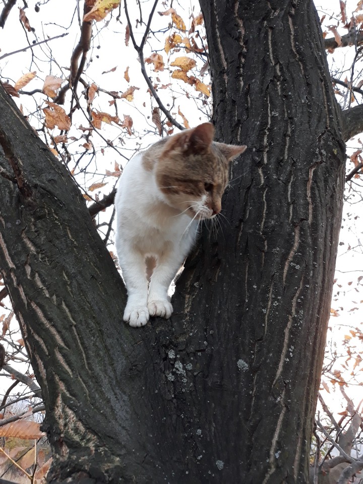 cat