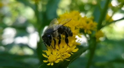 macro