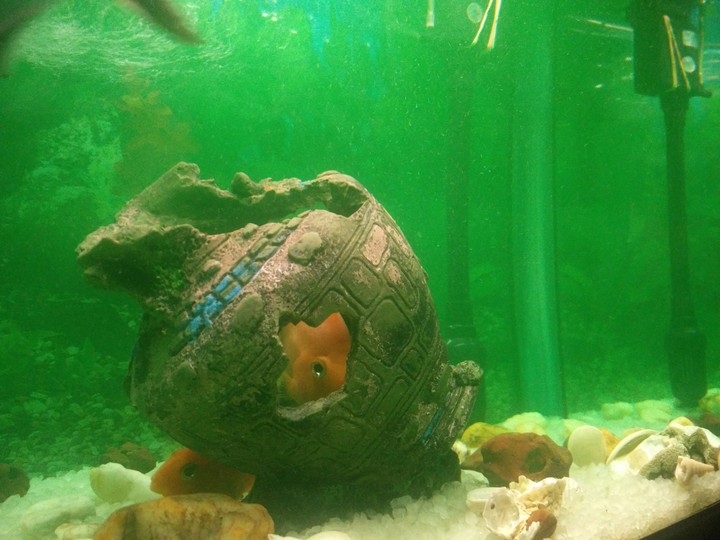 My Aquarium