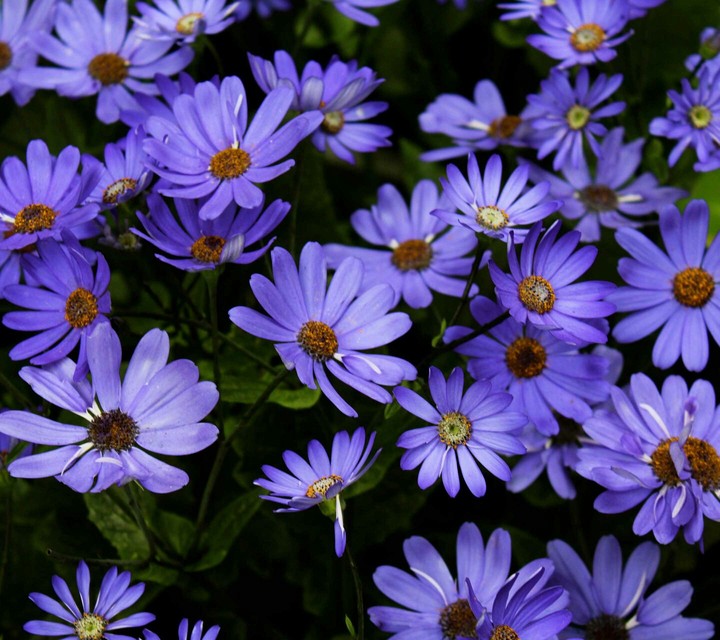 beautiful flowers