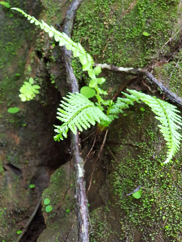 wild fern