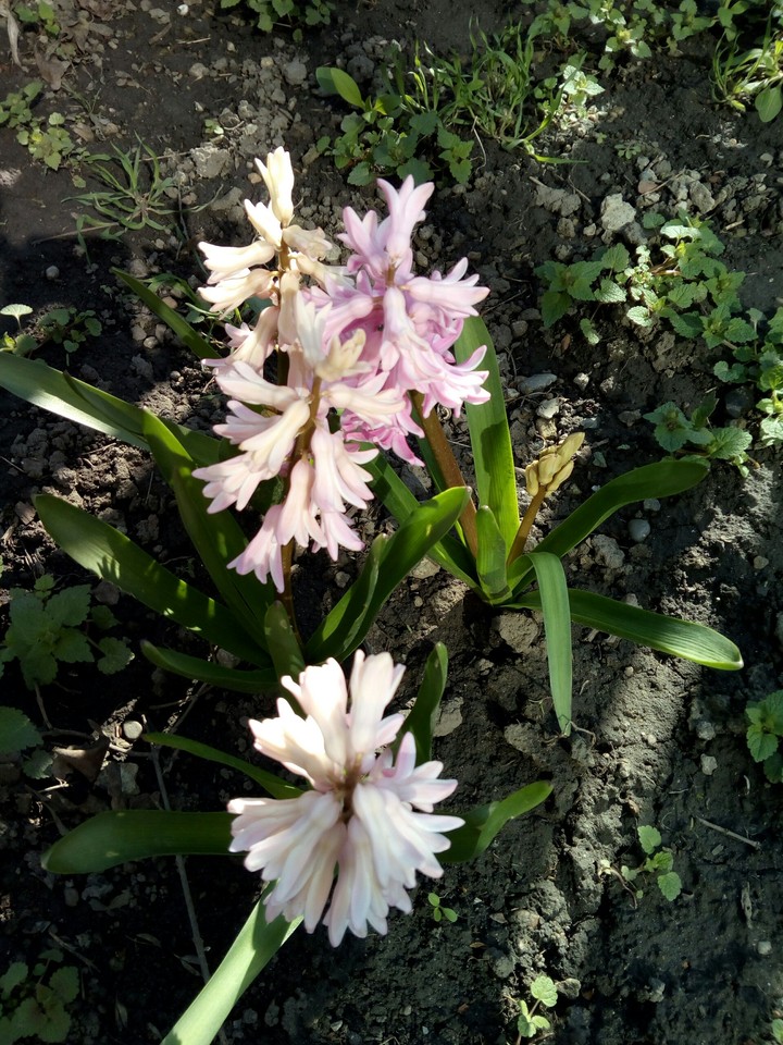 spring flower