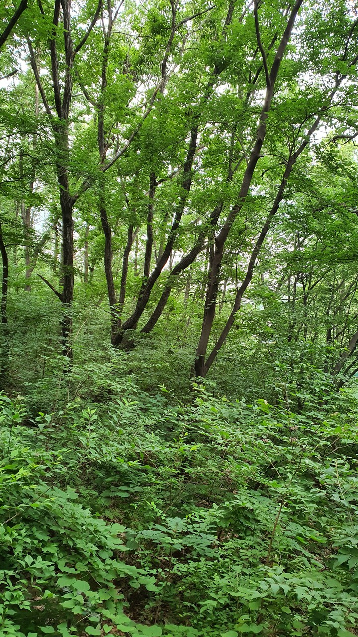 숲(forest)