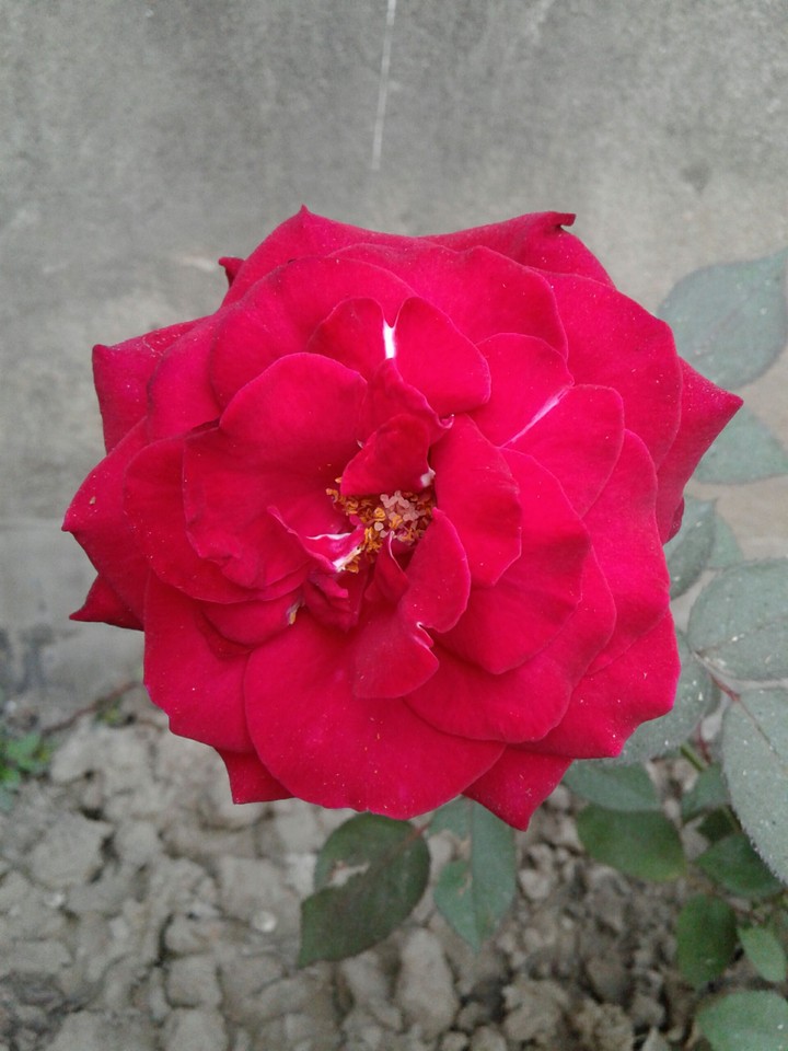 red rose