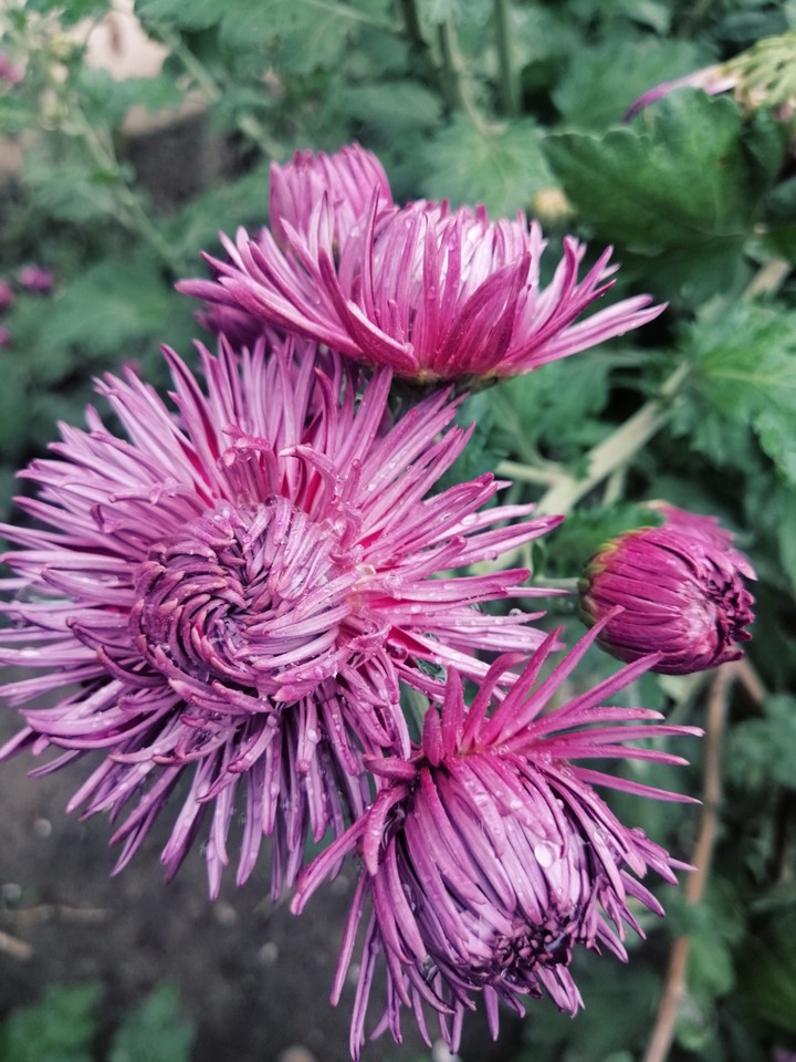 flowers