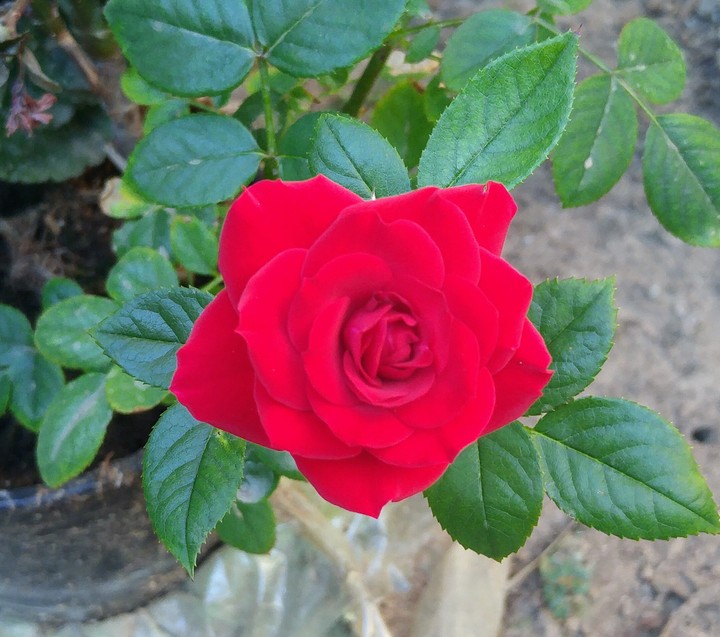 Bloom