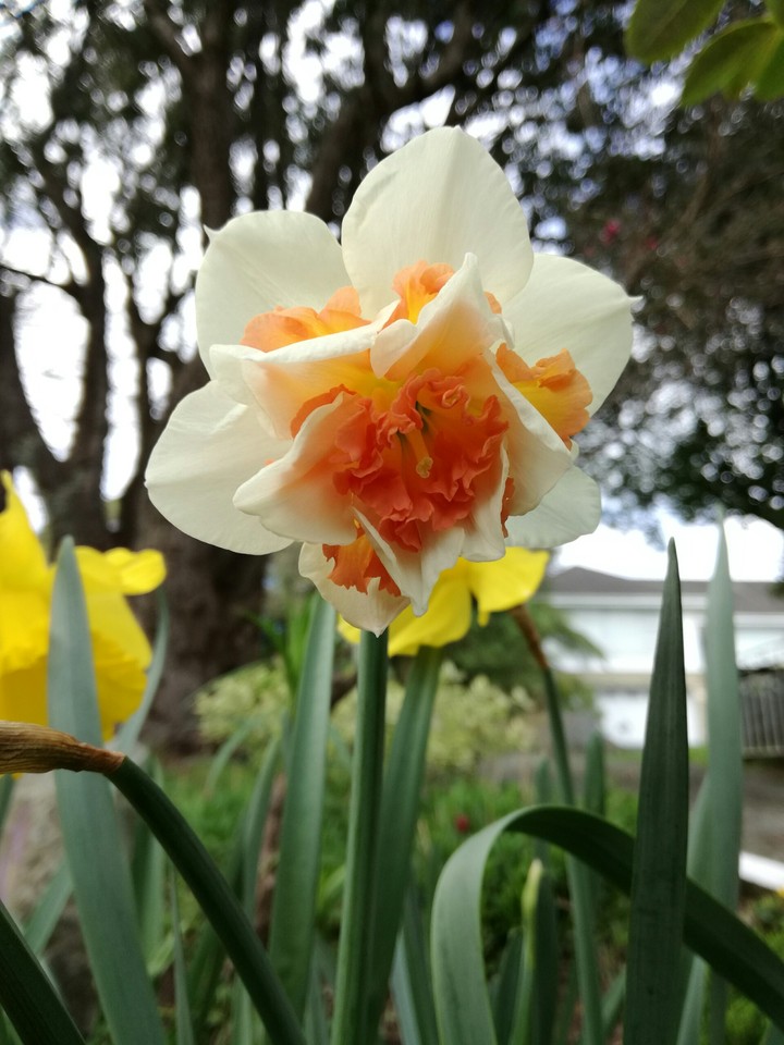 Beautiful daffodil in my garden