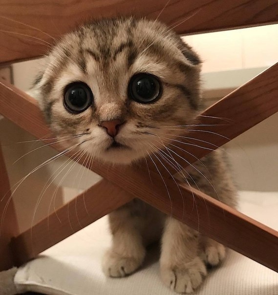 Милый котенок✨