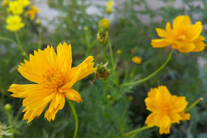 yellow cosmos