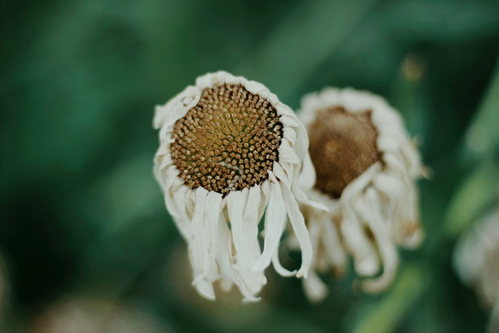 Daisy