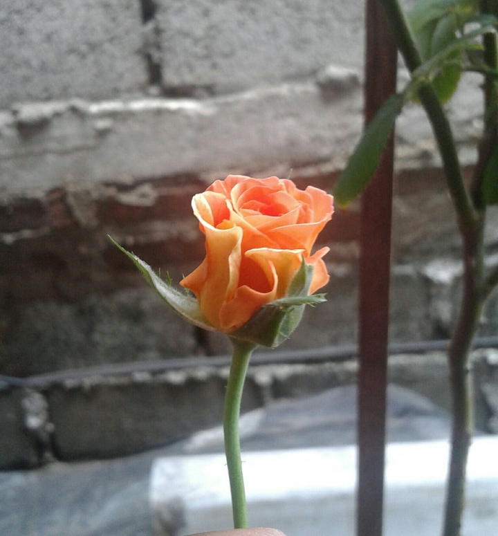 2nd blooming