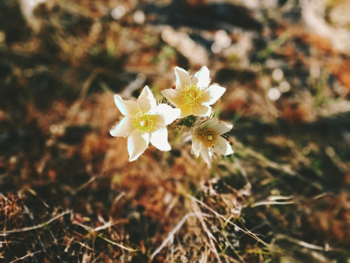 Snowdrops