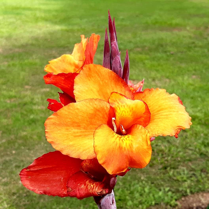 Flor ?
