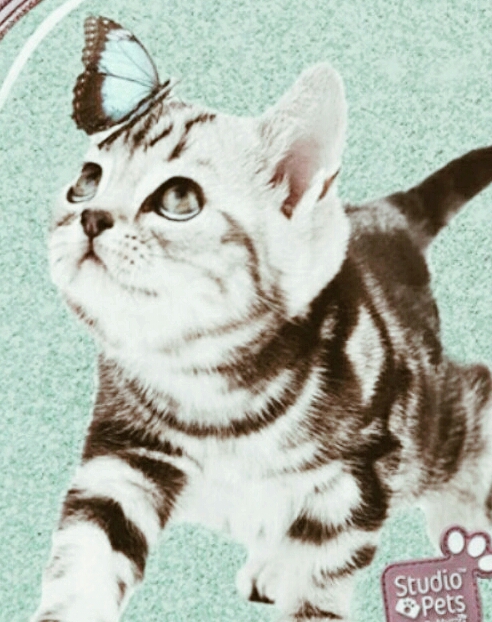 Kitten