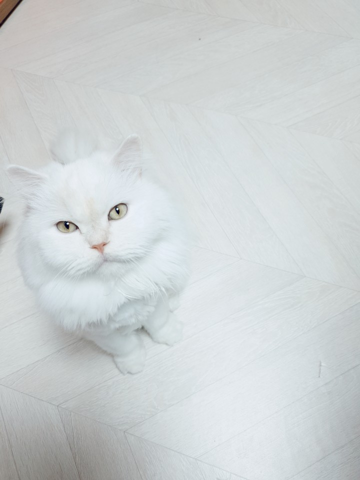 고양이