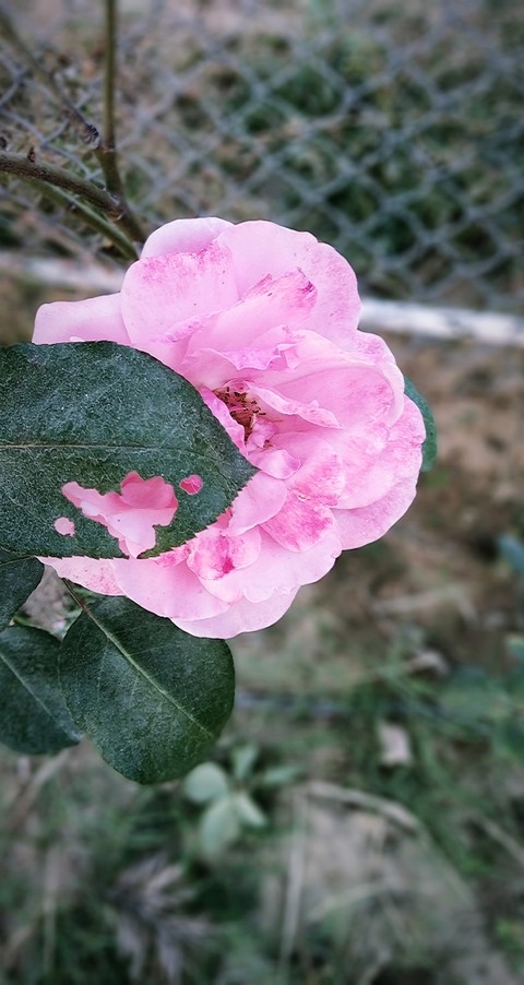 beautiful imperfections