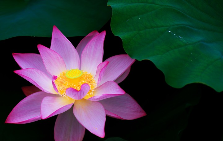 蓮の花