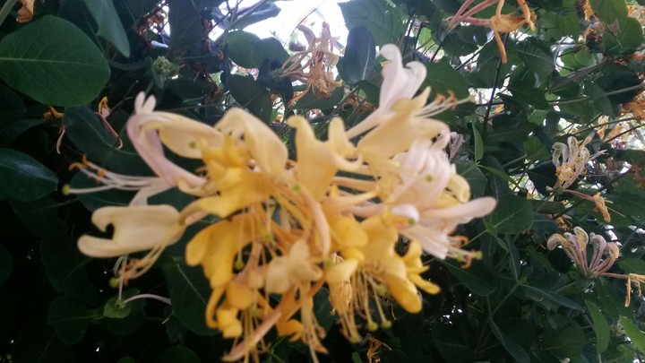#yellow# flower# environment #
