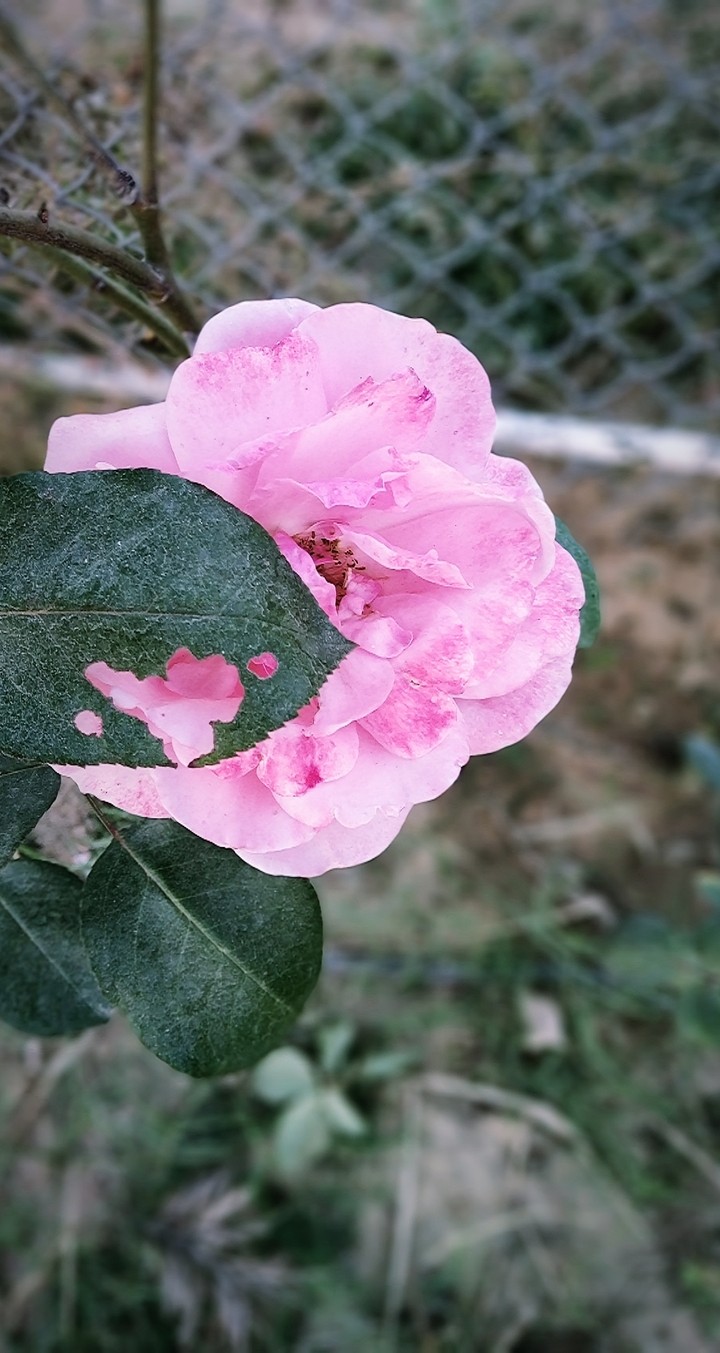 beautiful imperfections