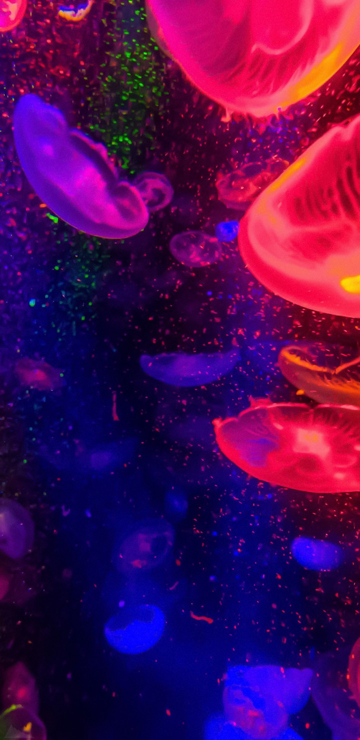 jellyfishes