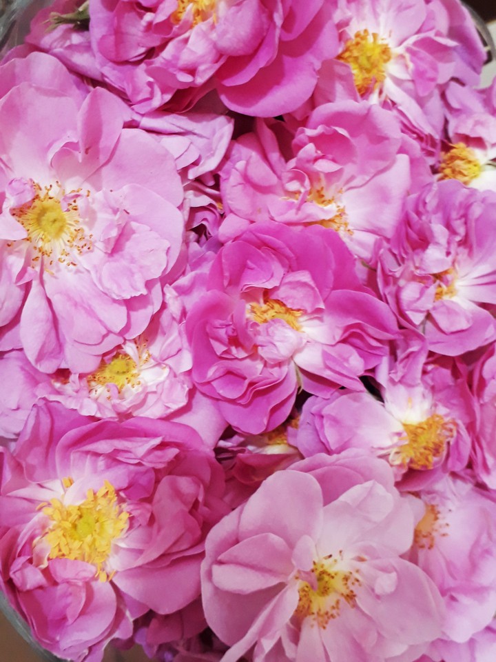 mohammadi flower