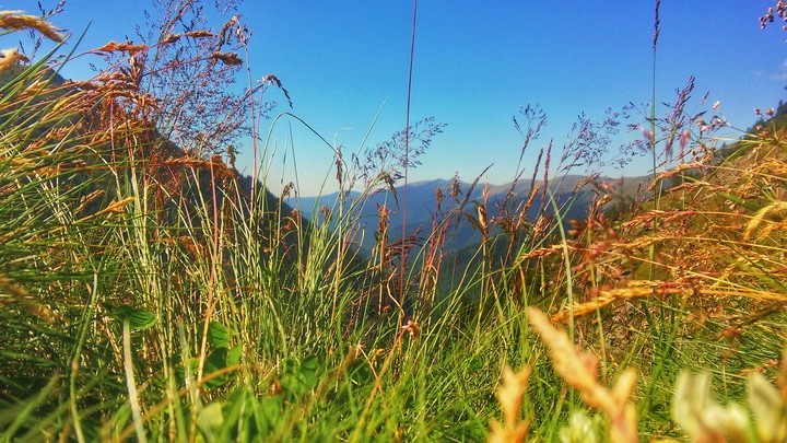 Mountain plants