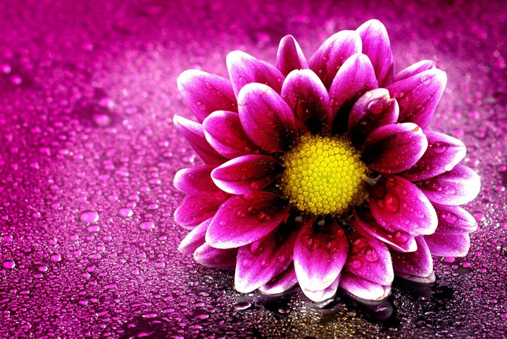 beautiful flower