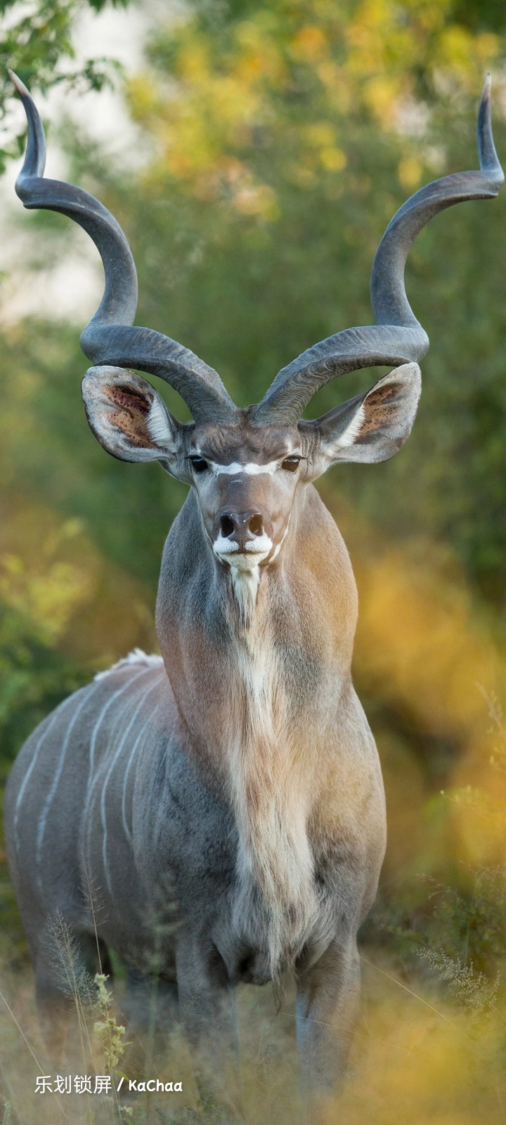 antelope