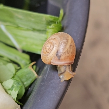 snail ?