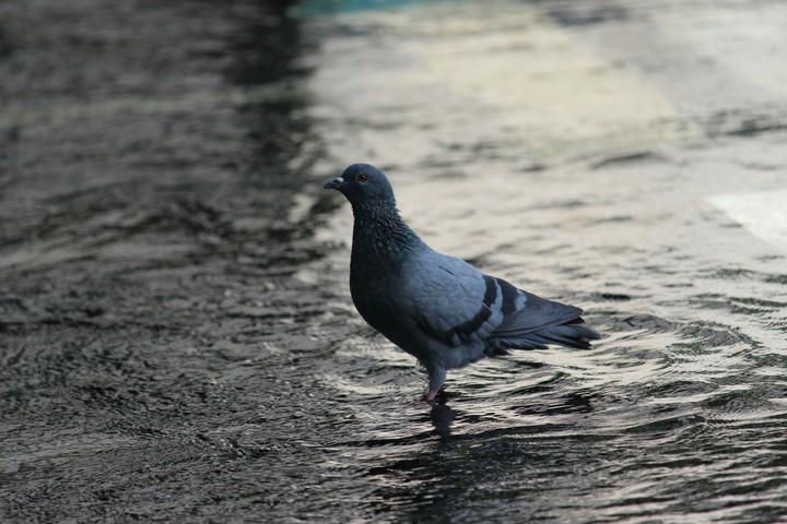 #pegion #water #raw #noedit #canon