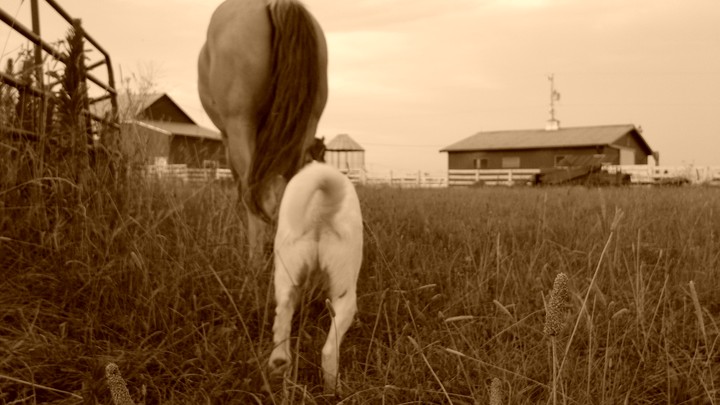 Butts