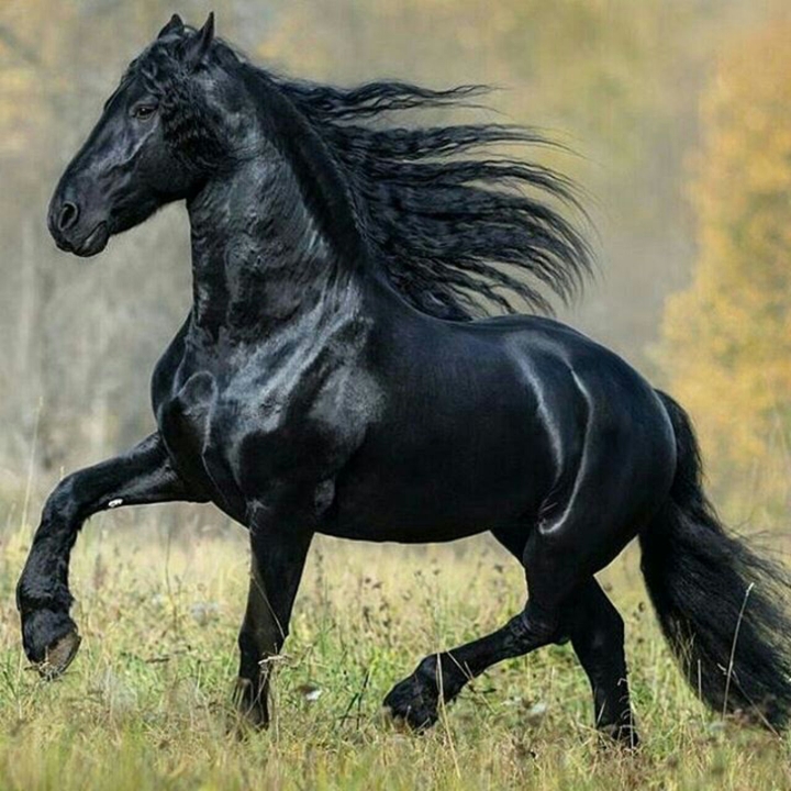 Black and Noble