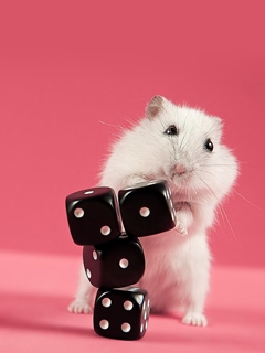 hamster dice