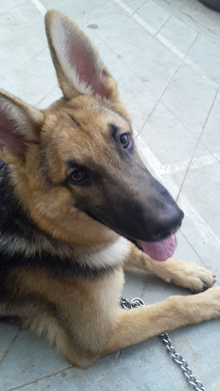 German Shepherd Dog