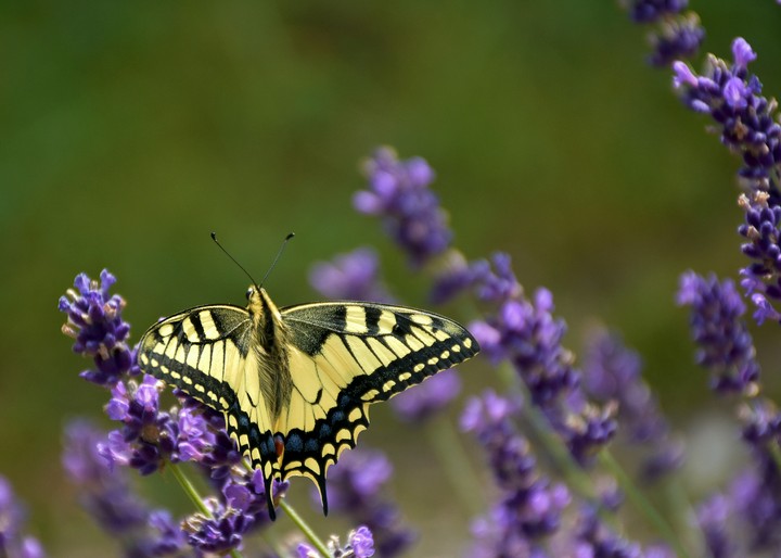 Butterfly in levander
