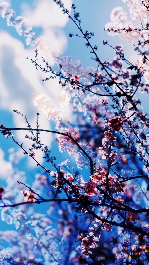 flower, spring Hintergrundbilder
