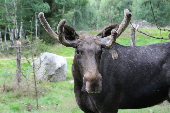 Elch