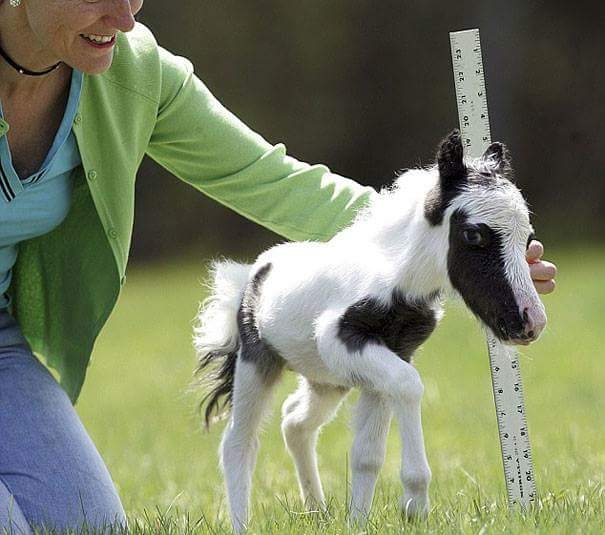 baby horse