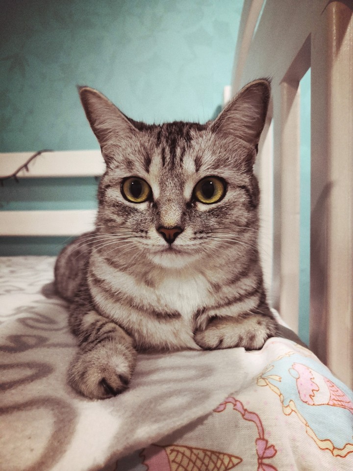 #cat