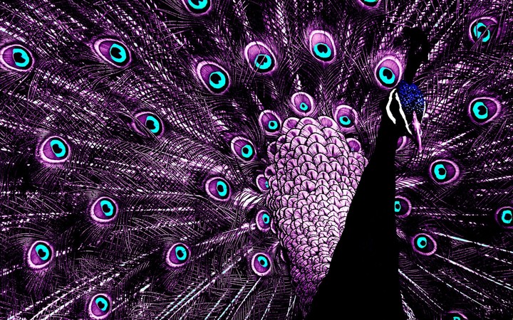 Purple peacock