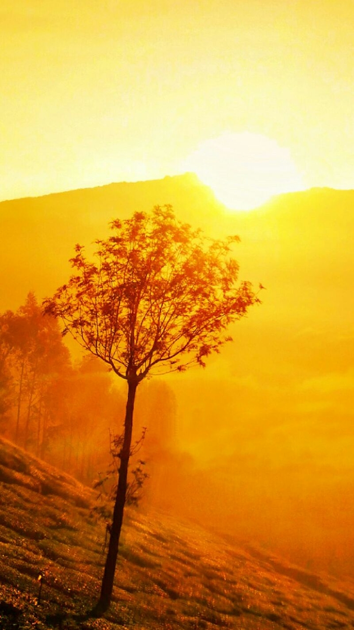 Alone Tree