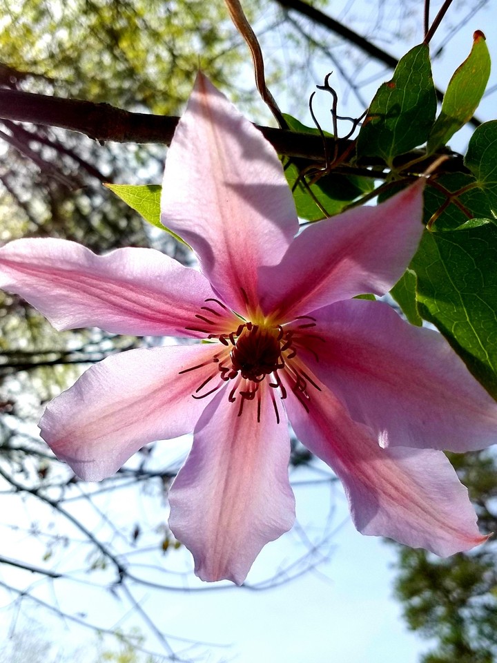 pink flower