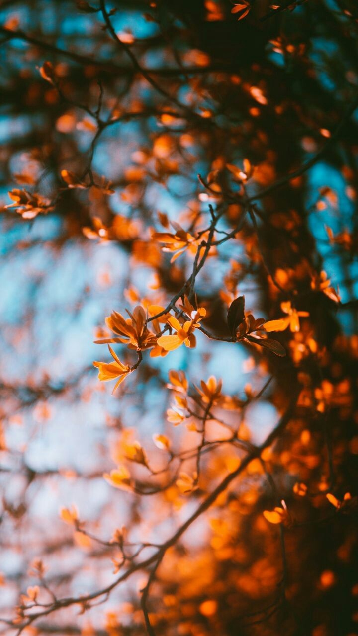 fall