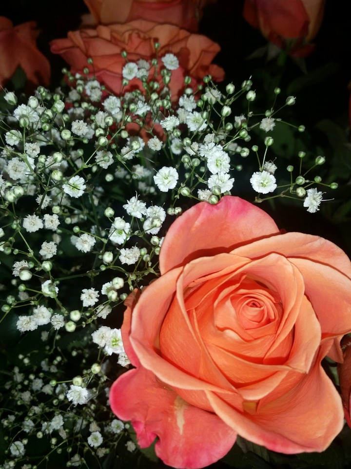 Orange Flowers