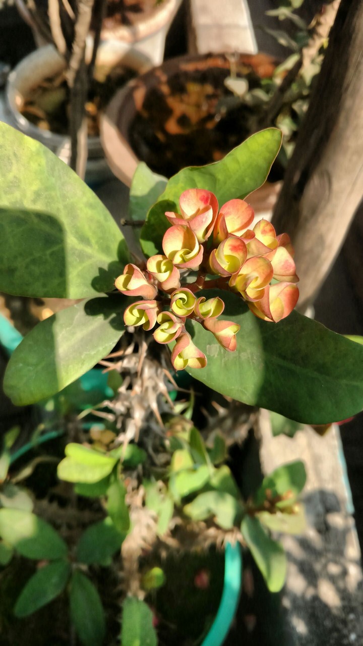 flower