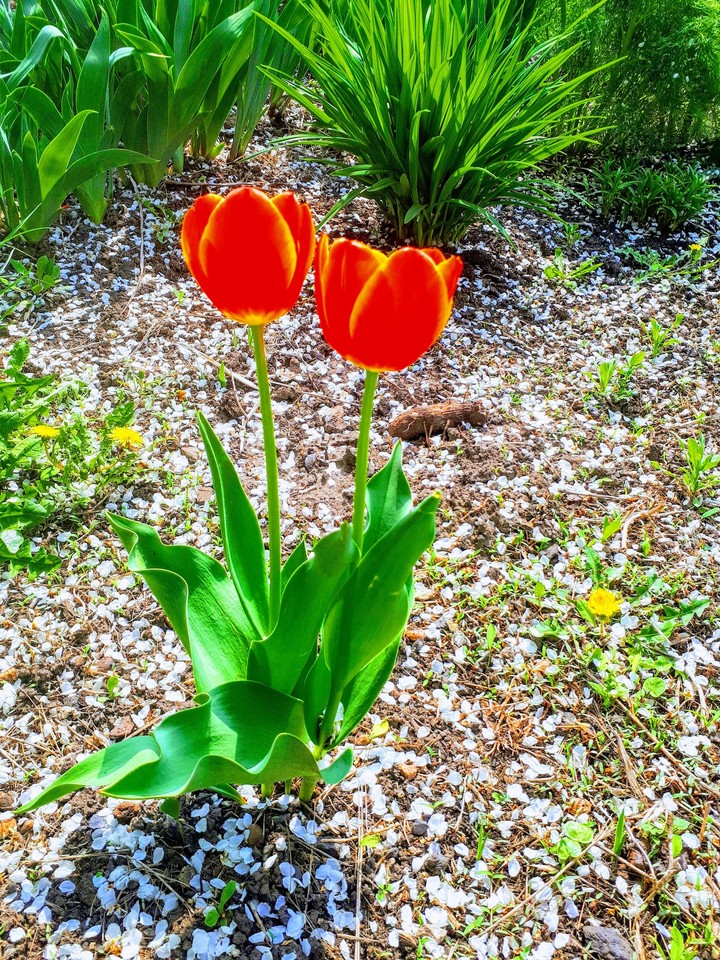 flowers