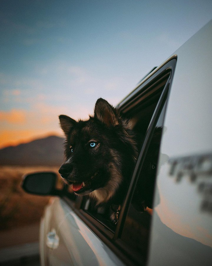 nice dog