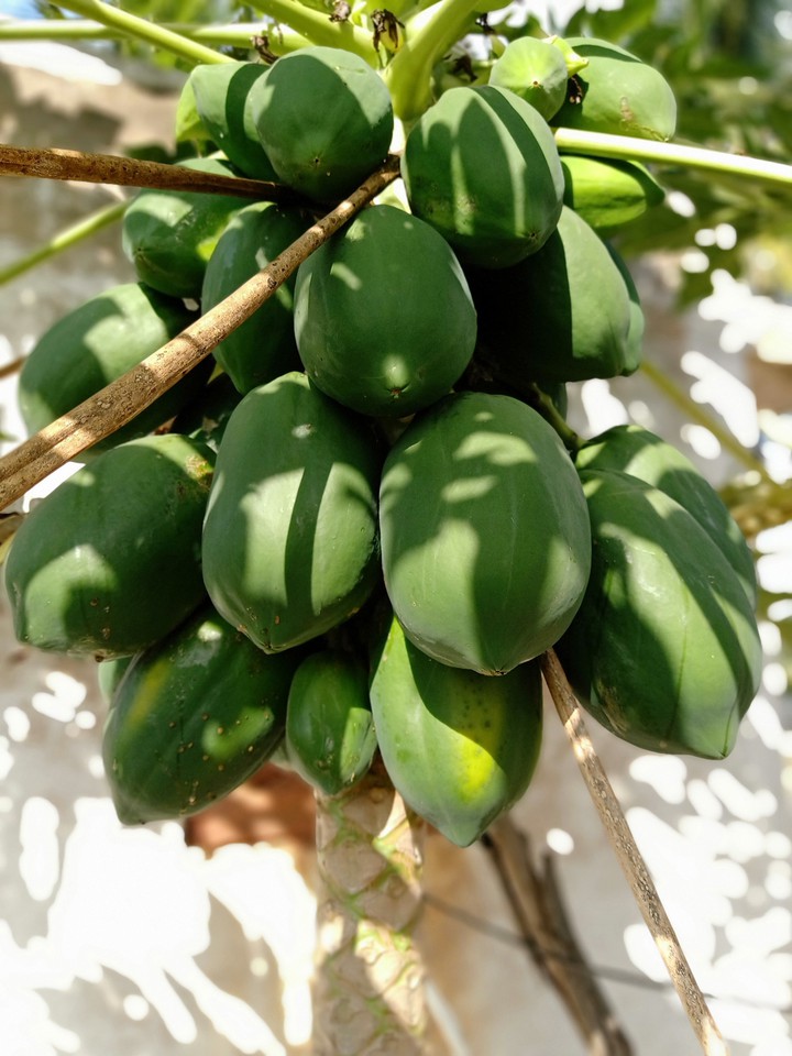 Papaya